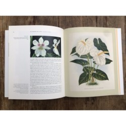 LINDEN, Explorateur Père Des Orchidées