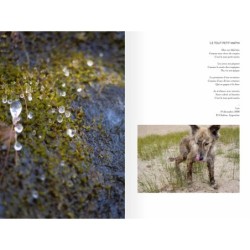 Terre de chiens