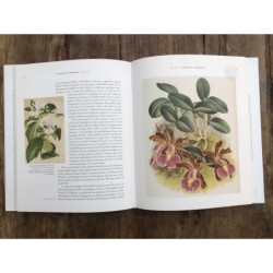 LINDEN, Explorateur Père Des Orchidées